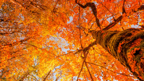 Tree in autumn with gold and orange leaves